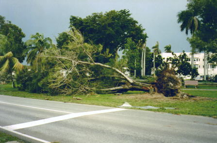 Miami Springs Ground Hog Day Tornado Aftermath