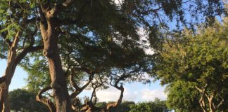 Huge 10,000 Sq Ft Development on Golf Course