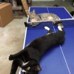 Lost Cat