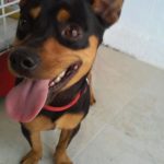 Dog Found on Westward