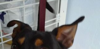 Dog Found on Westward