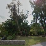 City Removes Trees Along Esplanade