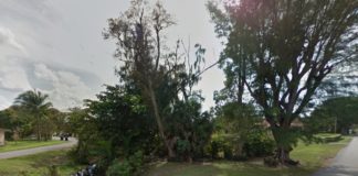 City Removes Trees Along Esplanade