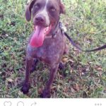 Lost Dog