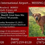 Lost Dog:  90lb Mastiff – Great Dane Mix