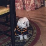 Lost Maltese