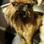 Missing Dog
