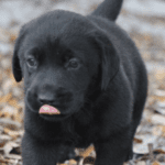 Black Lab Puppies for Sale