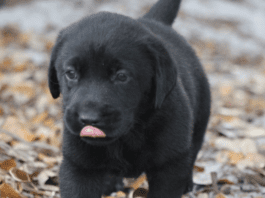 Black Lab Puppies for Sale