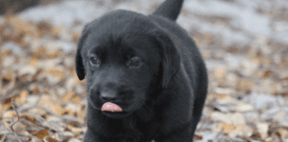 Black Lab Puppies for Sale