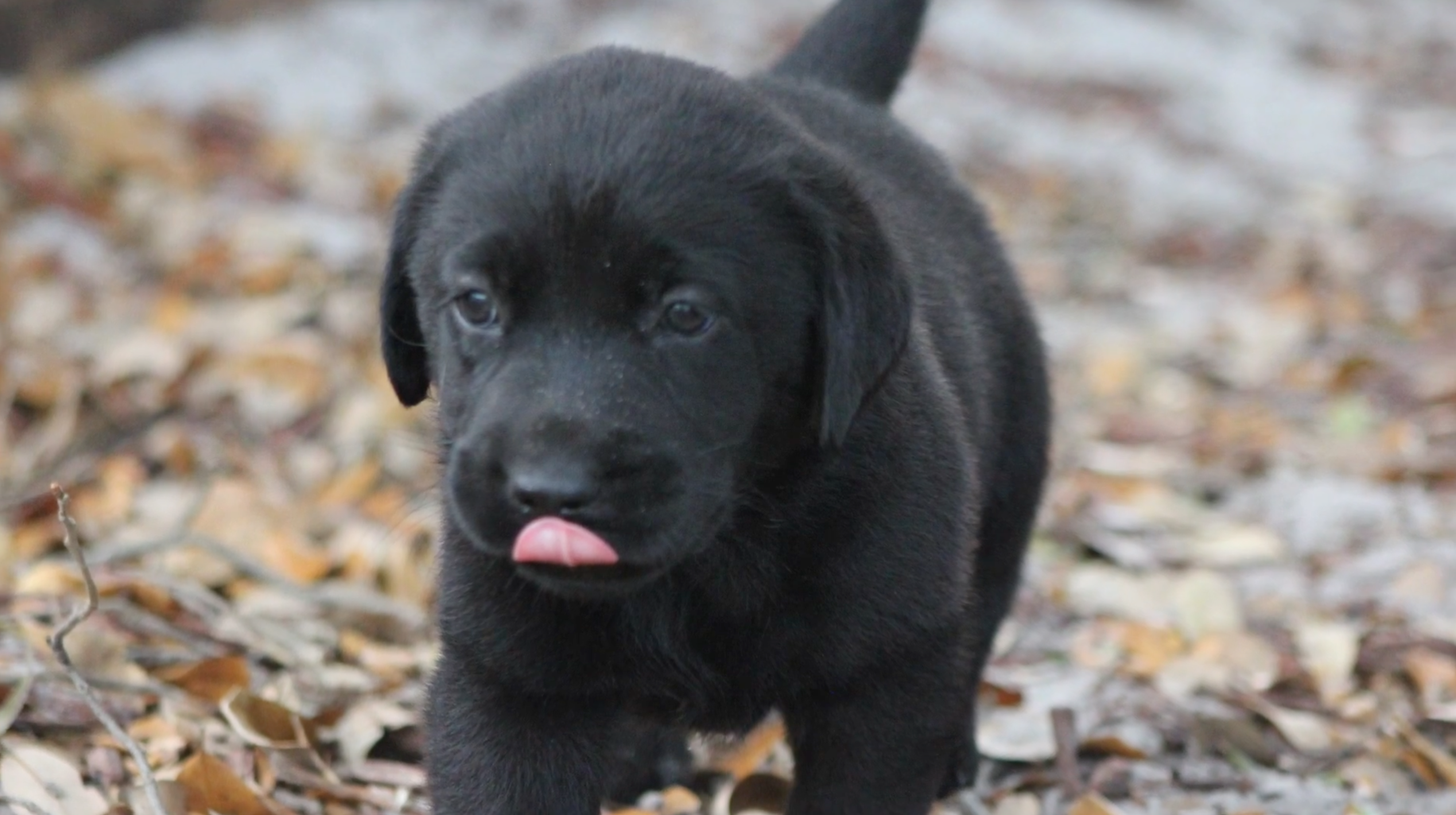 Black Lab Puppies for Sale 