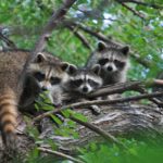 City Stops Raccoon Killings