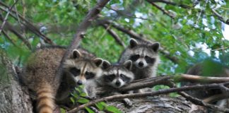 City Kills Dozens of Raccoons