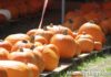 Miami Springs Pumpkin Patch and Harvest Festival