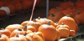 Pumpkin Patch & Harvest Festival Oct 12 – 31 Miami Springs Pumpkin Patch and Harvest Festival