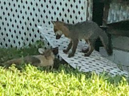 Baby Fox Pups in Miami Springs