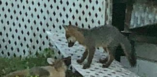 Baby Fox Pups in Miami Springs