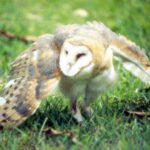 40 Grumpy owl on the ground