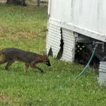 Fox in Miami Springs
