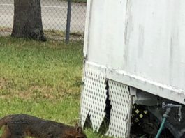 Miami Springs Wildlife: Alligators, Foxes, and More Fox in Miami Springs