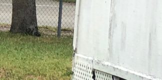 Miami Springs Wildlife:  Alligators, Foxes, and More Fox in Miami Springs