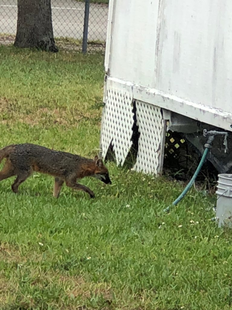 Fox in Miami Springs