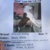 LOST-DOG