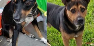 Found Dogs near Eastward and Palmetto Drive