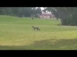 Fox Filmed at Miami Springs Golf Course
