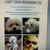 lost-dog-1