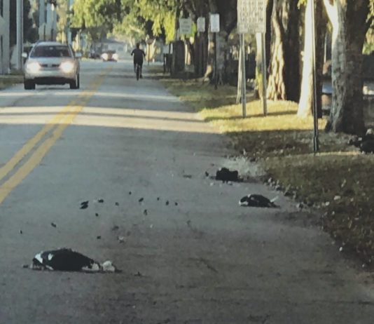 MSPD Seeks Duck Killing Driver