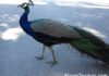 Peacocks in Miami Springs