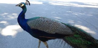 Peacocks in Miami Springs Peacocks in Miami Springs