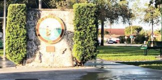 Something to Cluck About Chicken Running Around Miami Springs Circle