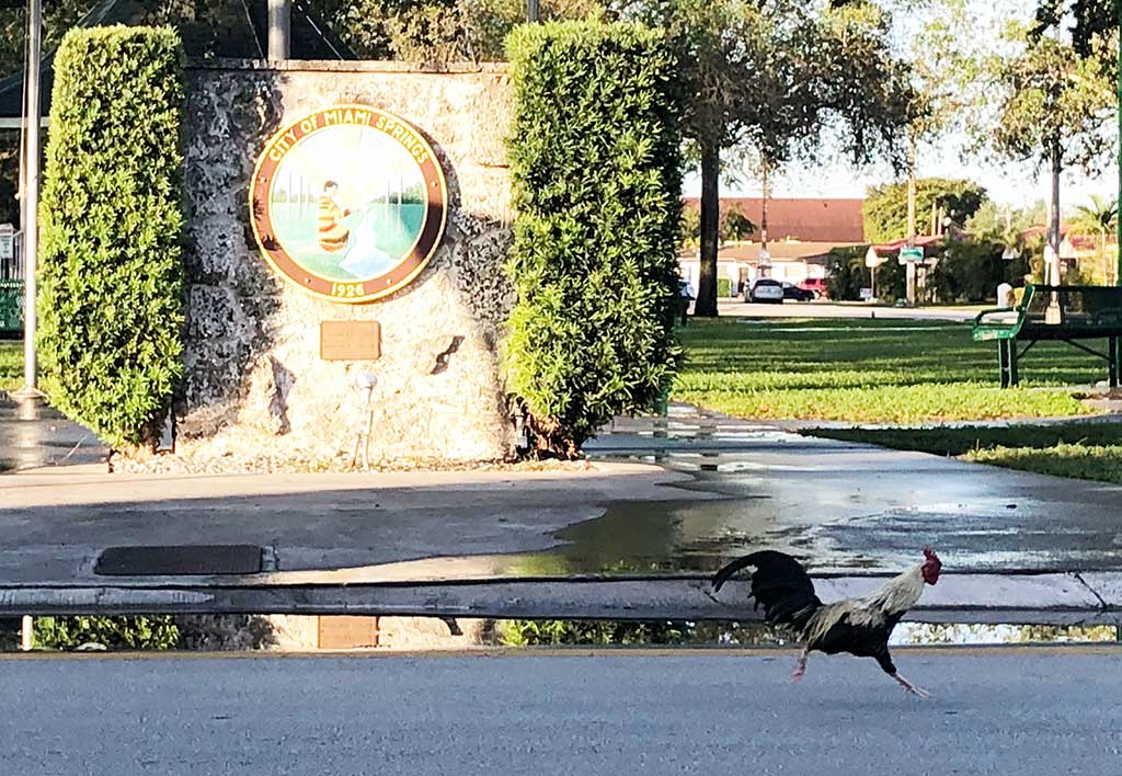 Chicken Running Around Miami Springs Circle