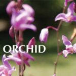 Screen-Shot-2019-04-30-at-9.12.32-AM