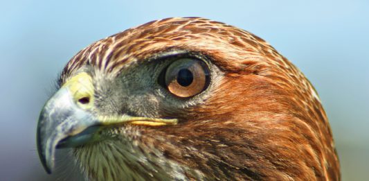 Red Tailed Hawk