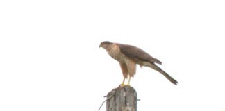Red Tailed Hawks Shut Down Tennis Courts Hawk