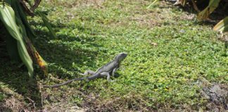 FWC Wants Residents to Kill Iguanas…Humanely Iguana