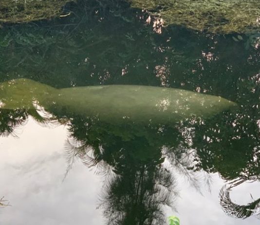 Manatees in Miami Springs Canals Manatee