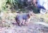 Video Captures Fox in Miami Springs Backyard