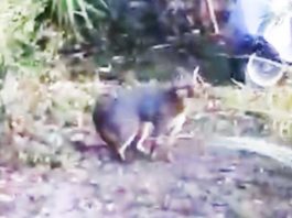 Video Captures Fox in Miami Springs Backyard