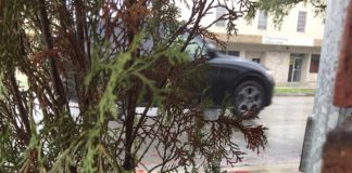 Realtors Find Home for…Ducks?