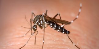 Mosquito Born Illness Alert: 8 Cases of Dengue Fever in Miami-Dade County