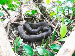 Bringing Light to a Miami Springs Ecological  Area Water Moccasin photo by Nicho Herrera