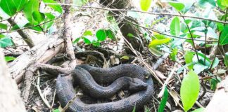 Bringing Light to a Miami Springs Ecological  Area Water Moccasin photo by Nicho Herrera