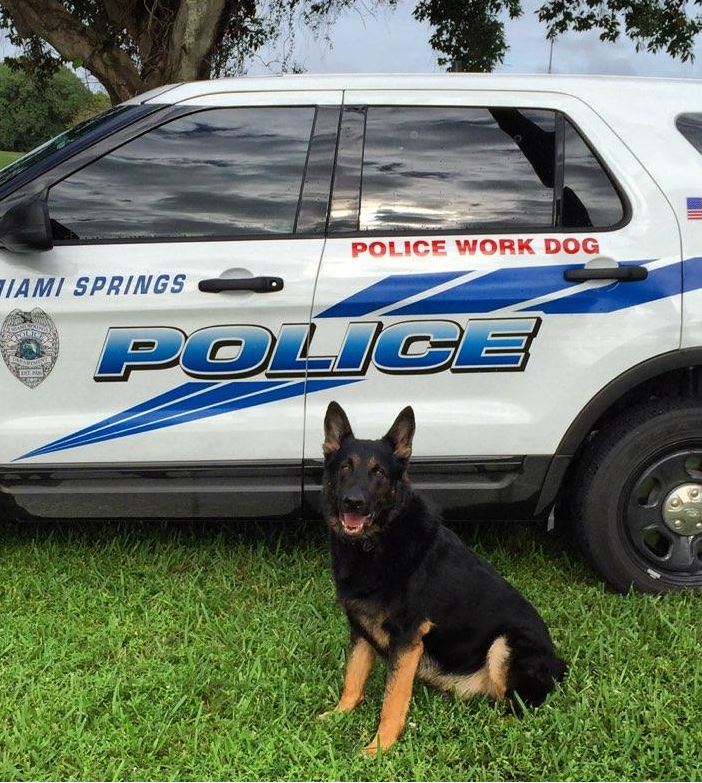 Miami Springs Police Say Goodbye to K-9 Loki –  | Miami  Springs News and Events