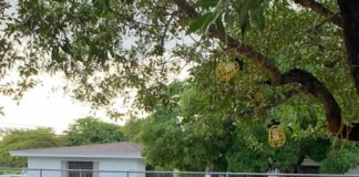 Pumpkin Patch Now Open