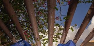 Curtiss Mansion to Host Risque, Adult Only Show