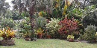 Does Tree City Have a Hedge Height Problem? Hedge Height Problem in Miami Springs